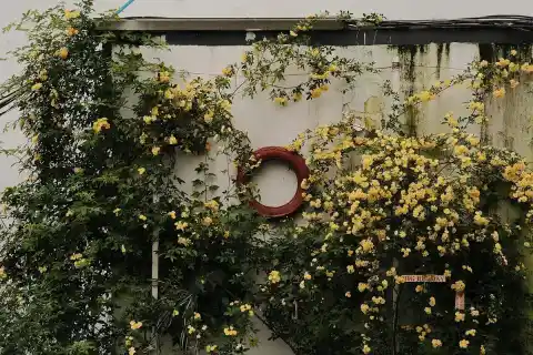 Imagen 1 de Adiós, buganvilla: la trepadora que se desarrolla rápidamente y es perfecta para terrazas y jardines