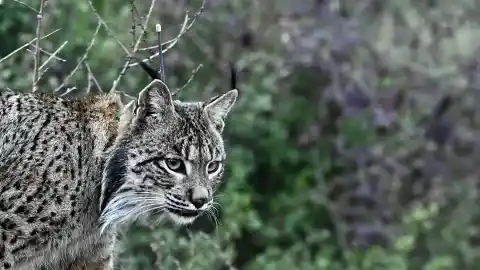 Imagen 1 de El lince Uraclio, en buen estado: el atropellado en San Fernando llegó de Valencia y no estaba 'fichado'