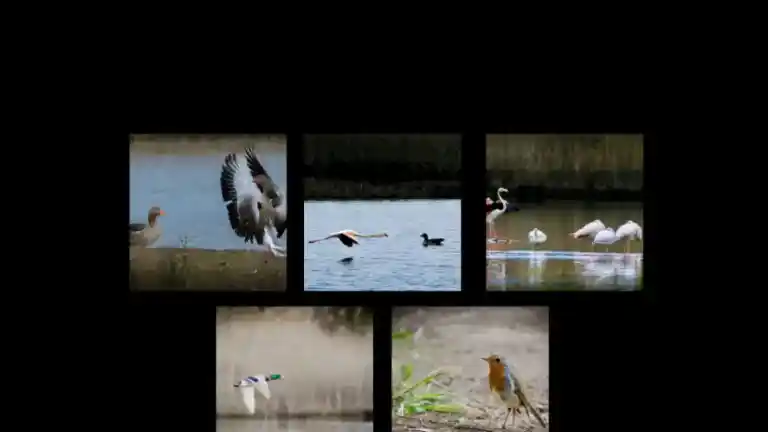 Imagen 1 de El espectáculo de las aves en el espacio natural del Remolar-Filipines
