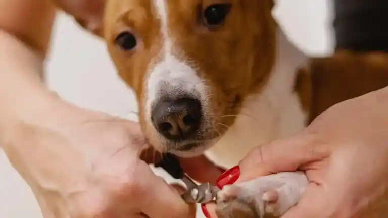 Imagen 1 de Cortar uñas al perro provoca pánico superior a la vacuna