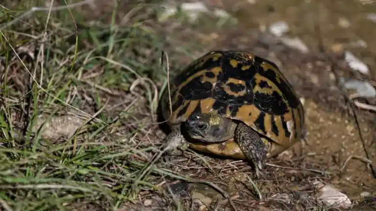 Imagen 1 de Estudio revela que tortugas hembra saltan de acantilados