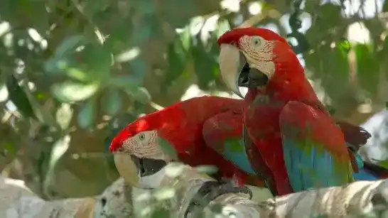Imagen 1 de Estudio revela transporte de loros amazónicos vivos a Perú