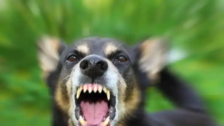 Imagen 1 de El ruido de tu mascota puede ser la causa para que te desalojen de casa.