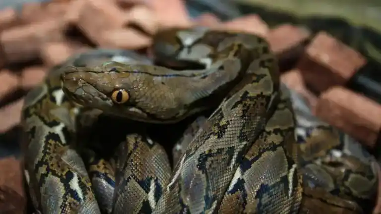 Imagen 1 de Rescatan en Indonesia a la serpiente salvaje más larga del mundo