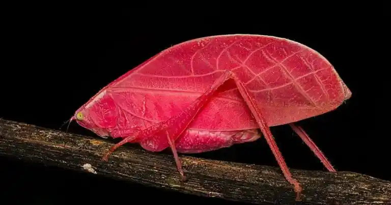 Imagen 1 de Insecto rosa en Panamá revela mecanismo de supervivencia que sorprende a científicos tras 11 días.