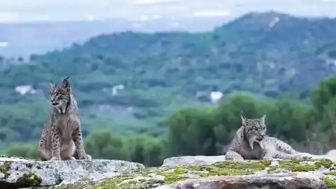 Imagen 1 de Aragón suelta dos linces para expandir la especie hacia Catalunya