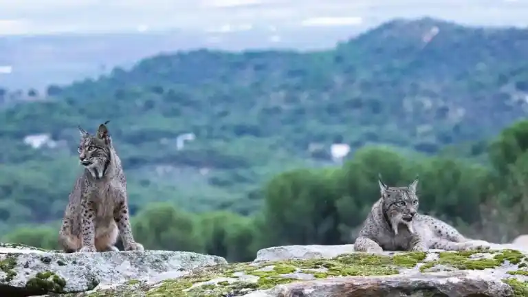 Imagen 1 de Aragón suelta dos linces para expandir la especie hacia Catalunya