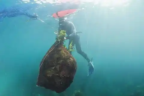 Imagen 1 de Floración prematura de sargazo amenaza el turismo caribeño