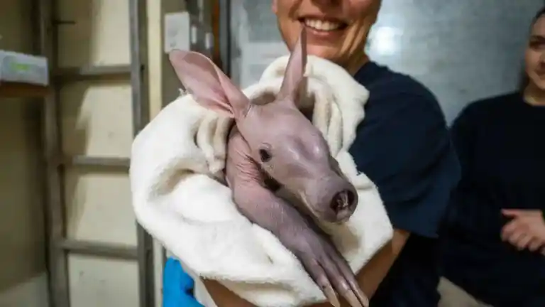 Imagen 1 de Bioparc Valencia cría exitosamente al raro cerdo hormiguero para su conservación