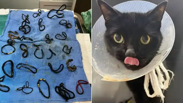 Imagen 1 de Veterinarios extraen 26 gomas para el pelo del intestino de una gata en Florida