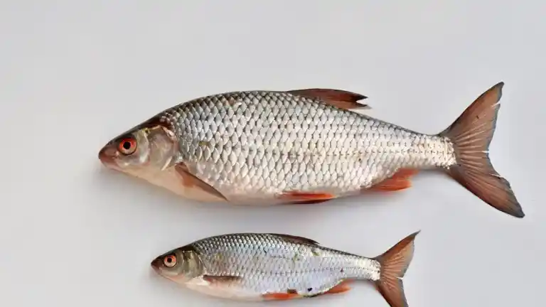 Imagen 1 de Los científicos no dan crédito: los peces se están haciendo más pequeños y mueren para sobrevivir al calor del mar según un estudio que ha analizado 3.000 especies