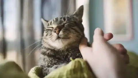 Imagen 1 de Veterinario revela gestos cotidianos que indican felicidad