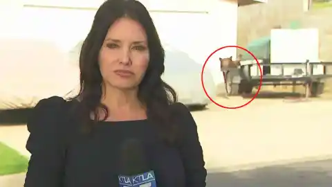 Imagen 1 de Reportera de KTLA huye tras avistar oso en directo