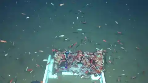 Imagen 1 de Colaboración científico-tecnológica internacional en la exploración del océano profundo