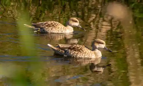 Imagen 1 de Caza prohibida en Elche permite recuperación de pato triste