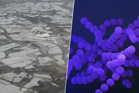 Imagen 1 de Invernaderos almerienses incuban bacterias resistentes