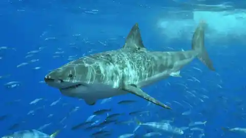 Imagen 1 de Estudio revela fármacos en sangre de tiburones bahameños