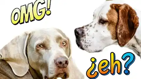 Imagen 1 de La ciencia revela cómo tu perro entiende idiomas y tus