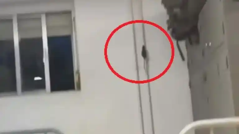 Imagen 1 de Denuncian que los soldados del centro de formación de Cáceres conviven con ratas: "Es indigno y lamentable"
