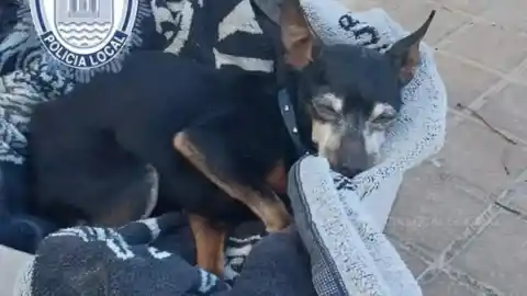 Imagen 1 de Investigan a un hombre por arrojar y abandonar a su perro en un contenedor de basura de El Ejido