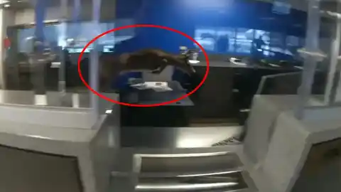 Imagen 1 de Una llamada de emergencia por robo en un banco se convirtió en un momento de sorpresa cuando se descubrió que el supuesto ladrón era un gran ciervo.