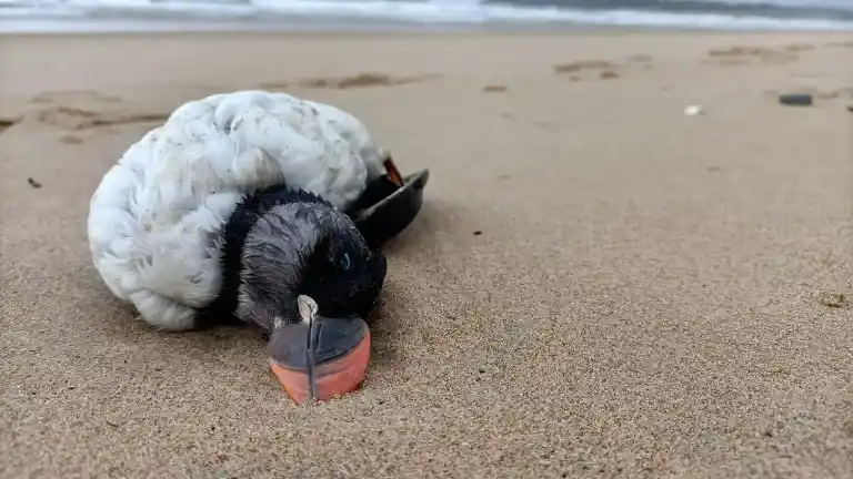 Imagen 1 de Los frailecillos, afectados por el temporal: cerca de 1.000 individuos llegan a las playas del País Vasco y otras zonas del norte en estado de muerte o heridas